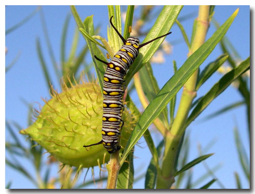 Danaus chrysippus